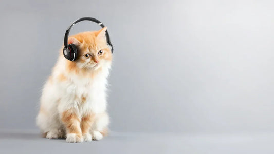 How to Create a Safe and Fun Environment for Your Pets